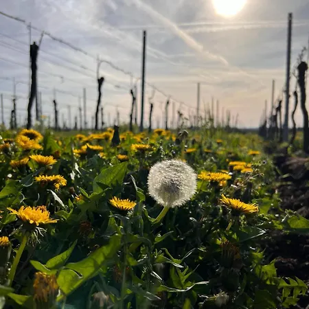 Hotel Ferienwohnung Am Storchennest *